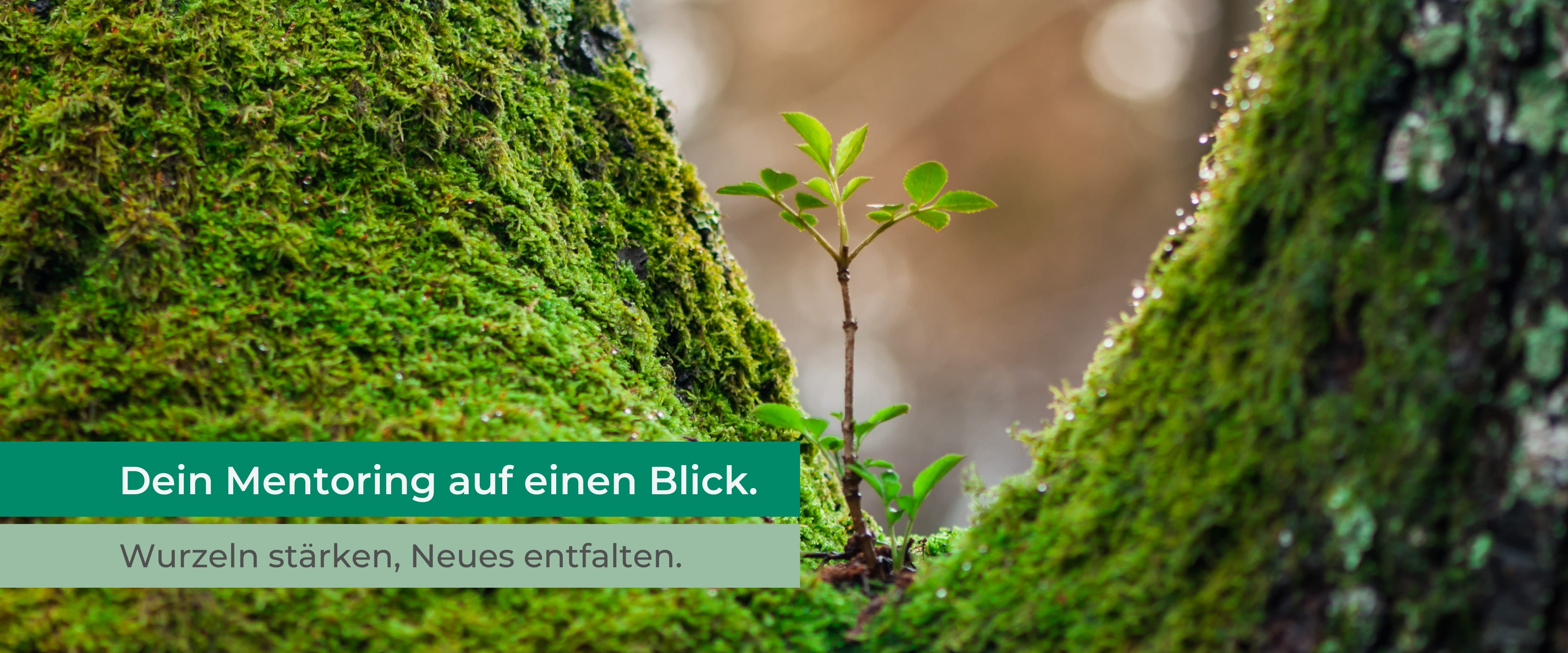 Webseite_Mentoring_AufeinenBlick_Mobile_s